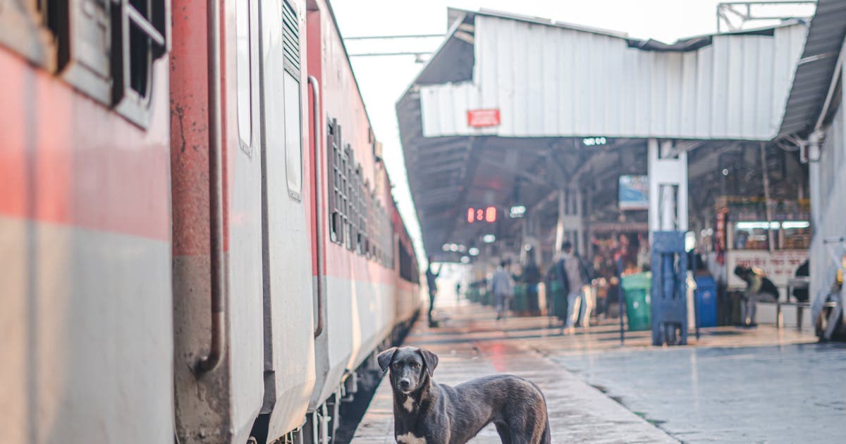 Dog near train at Indian railway station